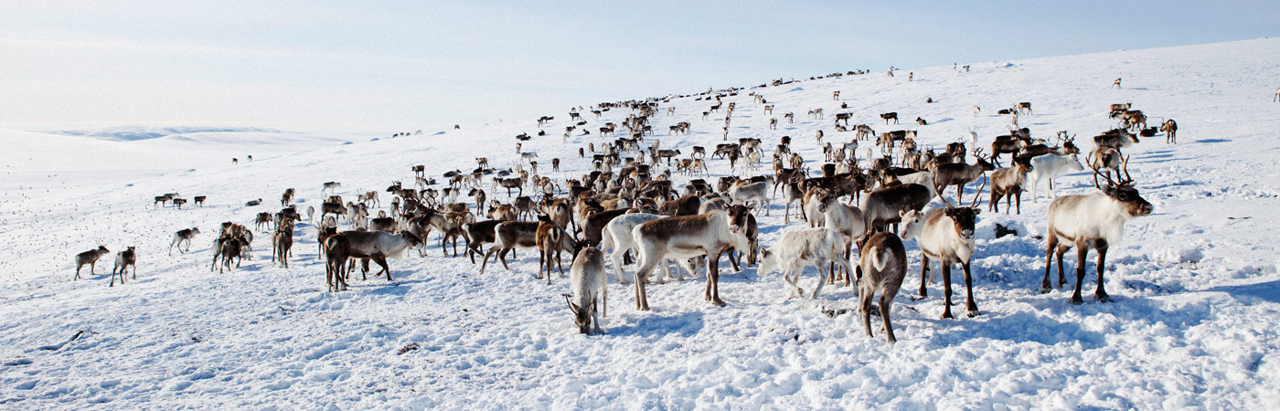 フィンランドのどこでトナカイを見ることができますか? | Visit Finland